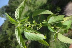 Acalypha lanceolata